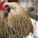 Welcoming the Fire Rooster