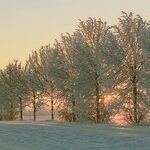 Early Degrees of the Aquarius Sun