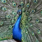 Braggadocio Mercury Alignment