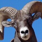 Venus Returns to Aries