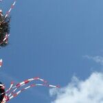 Maypoles and the Fires of Beltane