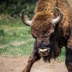 Stubborn Taurus Sun