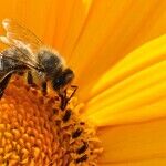 Busy-Bee Moon