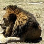 New Moon in Leo