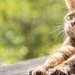 Venus the Kitty Cat