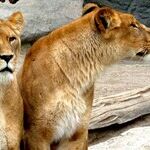 Double-Leo Love Alert
