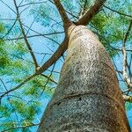 Roots and the Cancer Moon