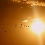 Venus, Icarus and Birdsongs