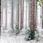 Peace on Earth and Other Planets