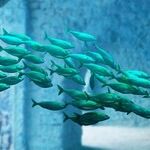Pisces Lunar Options