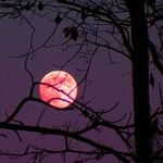 Blue Moon of Kentucky and Other Places
