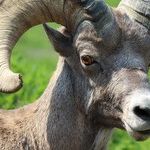 Capricorn Holiday Countdown