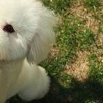 Bring on the Dog Days!