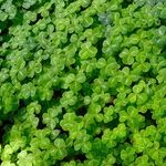 St. Patrick's Day New Moon