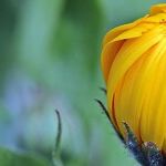 Spring Equinox