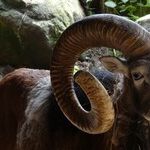 Final Hours of Solar Sojourn in Aries