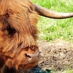 Toughened by the Taurus Sun