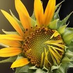 Beltane Bonanza