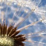 Solar Seeds