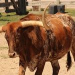 Taurus Moon Agitates Egos
