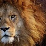 Lionhearted Father's Day