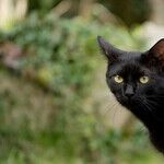 Venus Takes the 'Un-' Out of Lucky Friday the 13th