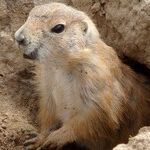The Groundhog and Venus