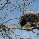 Porcupine Moon