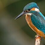 Bird Beaks and Lunar Conjunctions