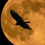 Intel Moon