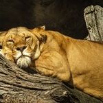 Message from the Heart of the Leo Sun