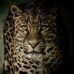Venus Takes a Leopard