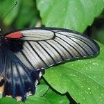 Transit of Icky Transformation