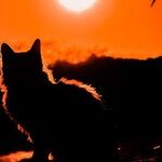 Leo Moon and Friday