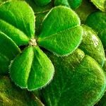 St. Patrick's Planets