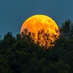 Pregnant Summer Moon