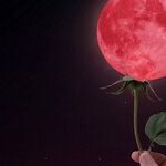 Flower Moon Eclipse