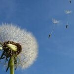 Seed Moon