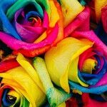 Rainbow Filters of the Neptune Retrograde