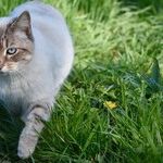 Venus the Catwoman
