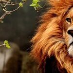 Venus the Lionheart