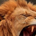Lion Vibes at a High