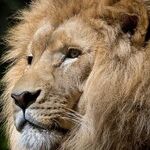 Twitching Tail of the Lion