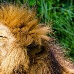 Lion's Last Call