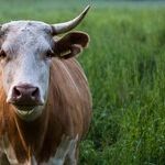 Moon of the Blinking Bull