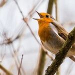Singing on the Solstice