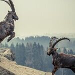 Capricorn Collective