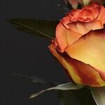 Leo Moon Valentine