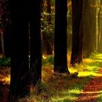 Planets Highlight Two Paths to Power
