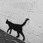 Alley Cat Moon
